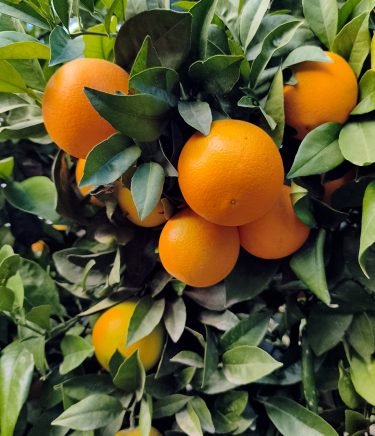 naranjas-del-campo-a-lamesa